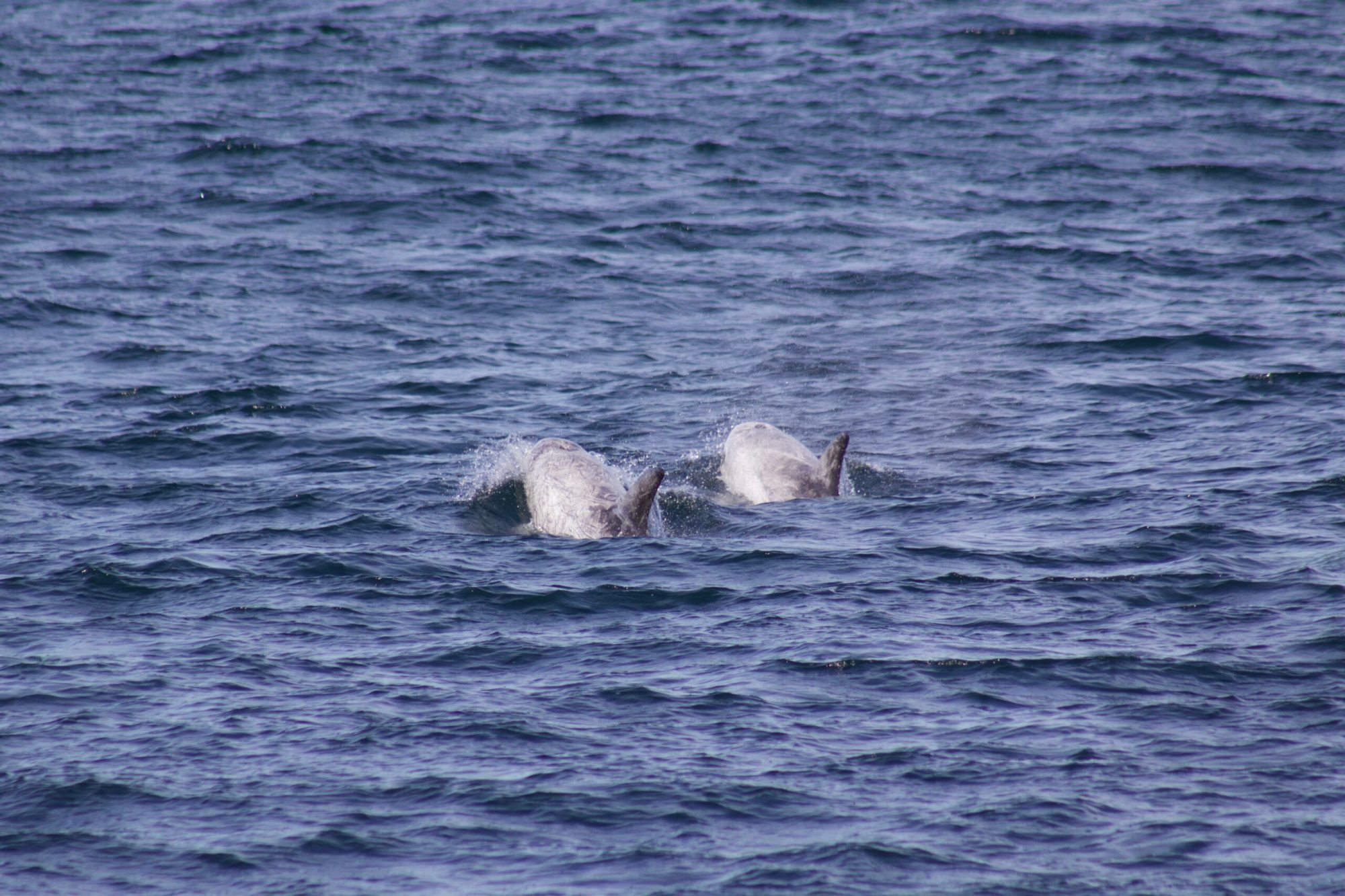 an animal swimming in the water