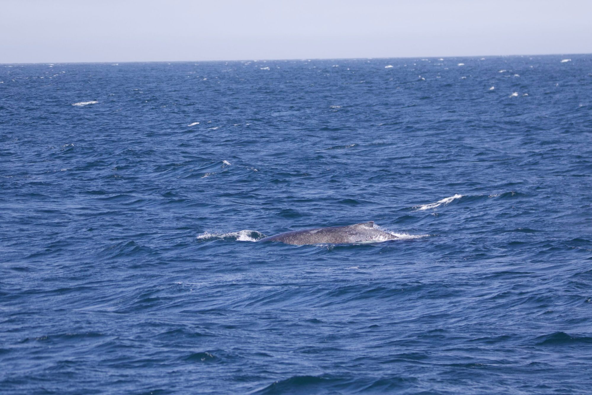 a whale jumping out of the water