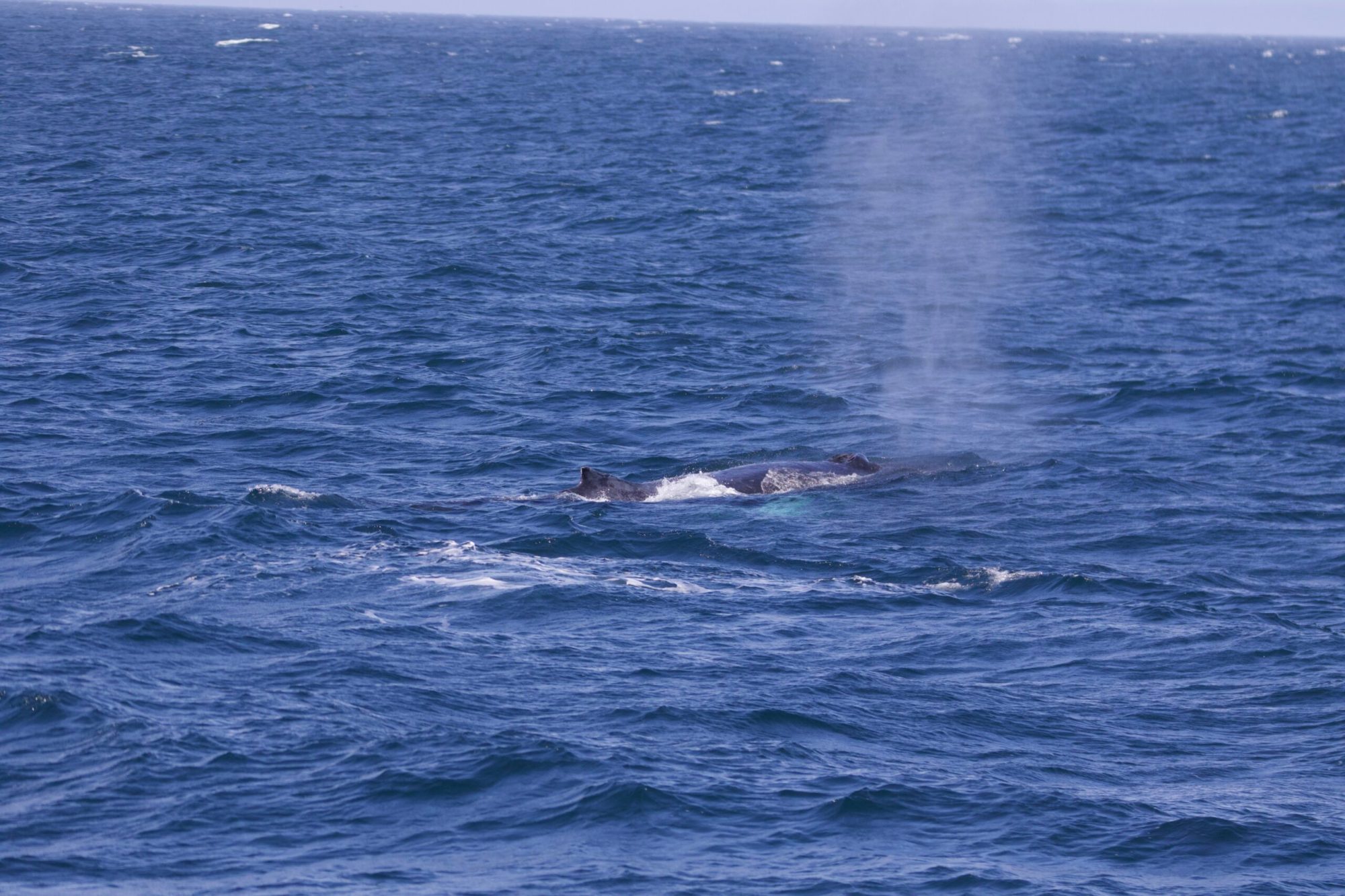 a whale jumping out of the water