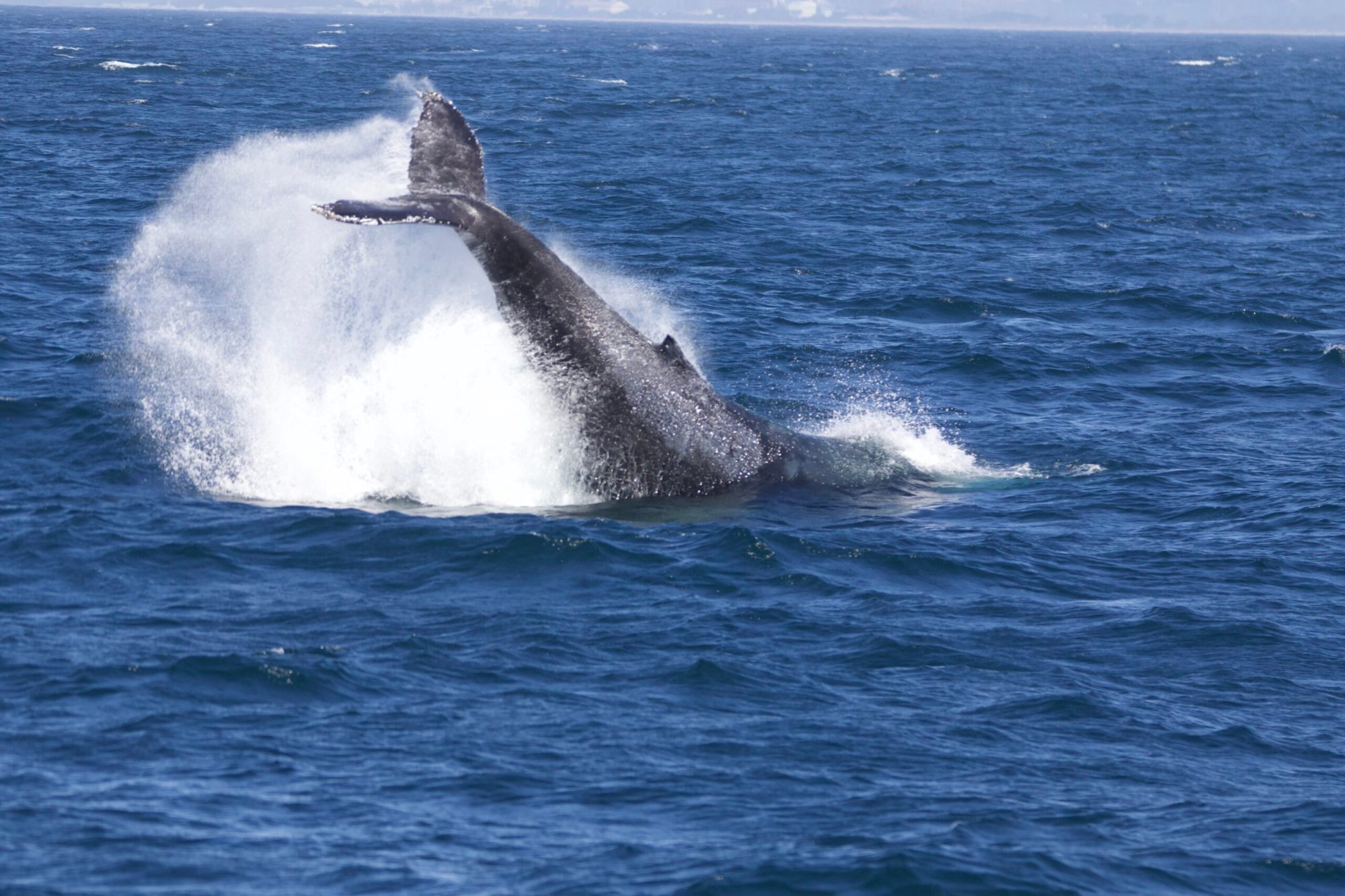 a whale jumping out of the water
