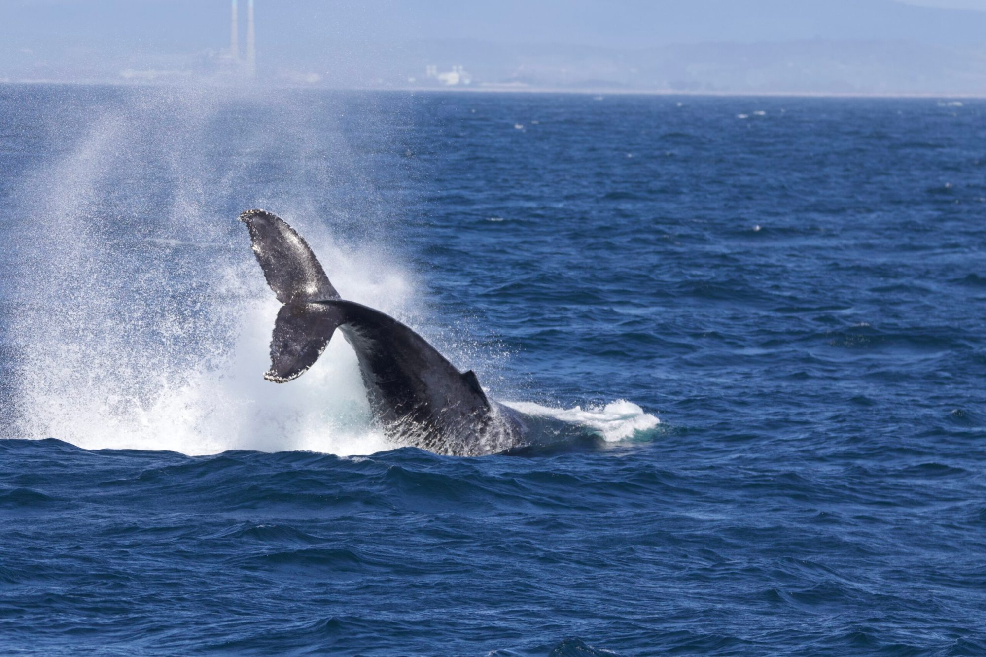 a whale jumping out of the water