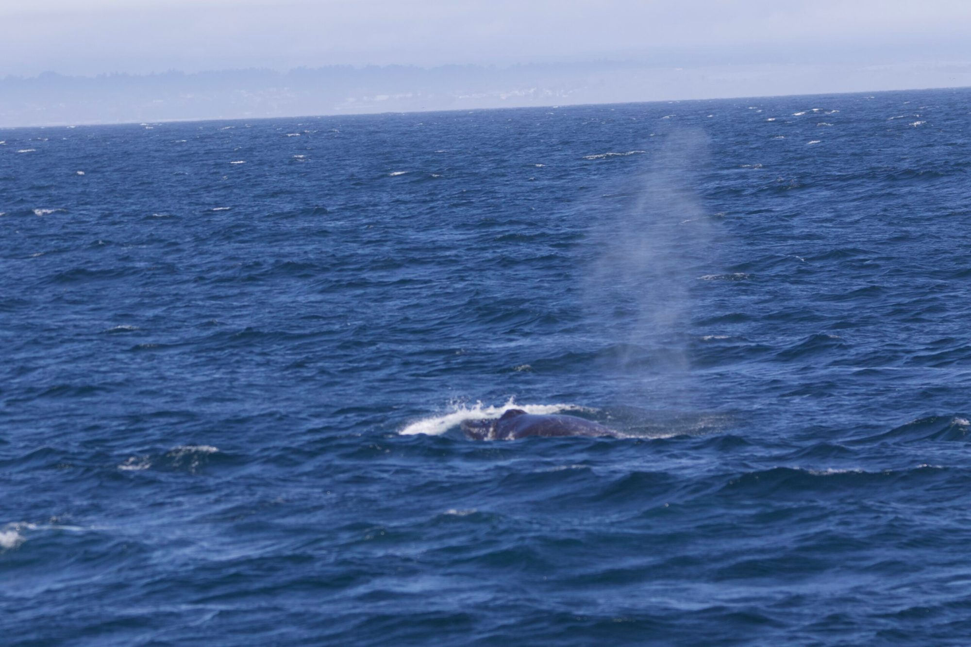 a whale jumping out of the water