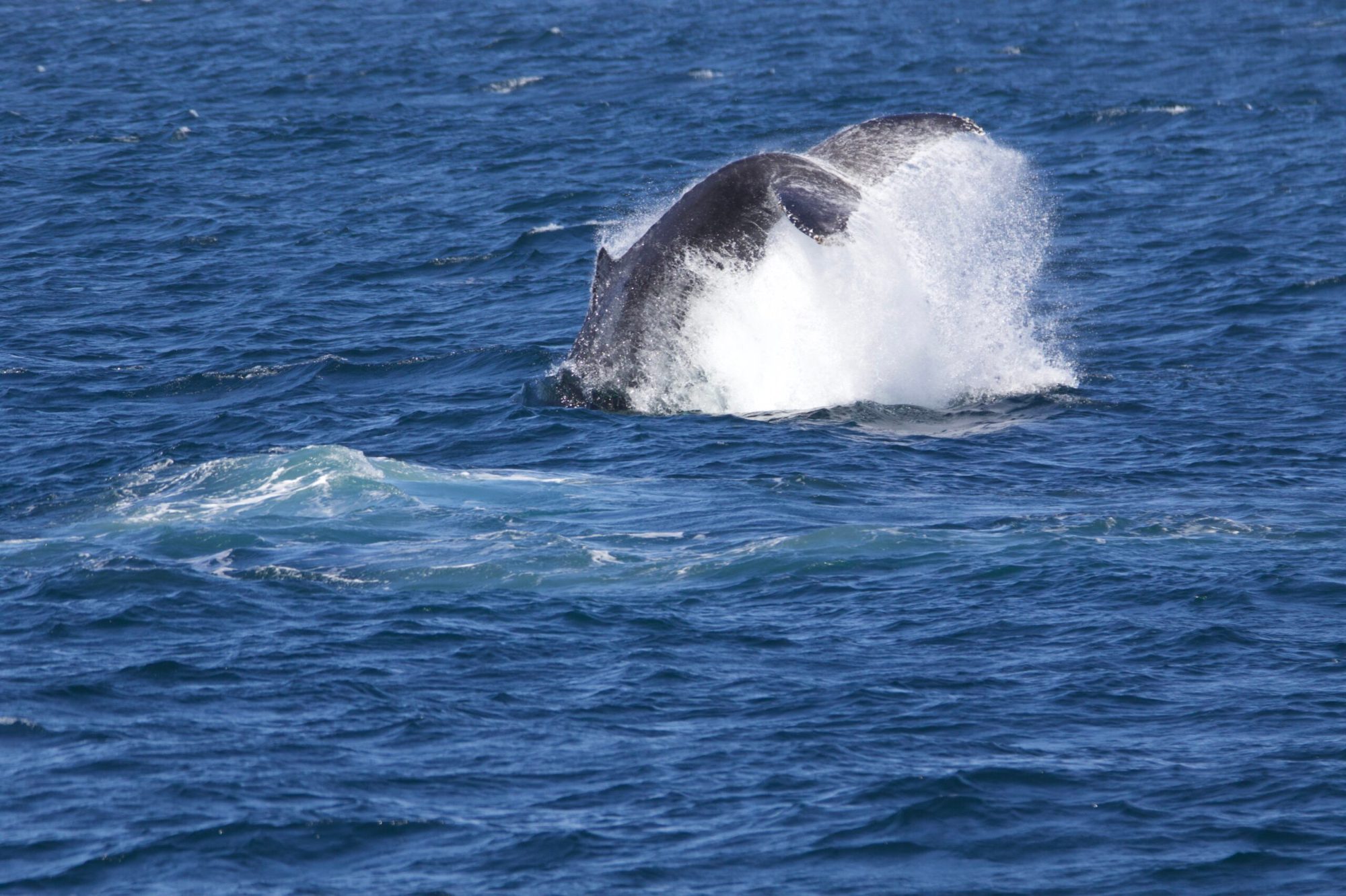 a whale jumping out of the water