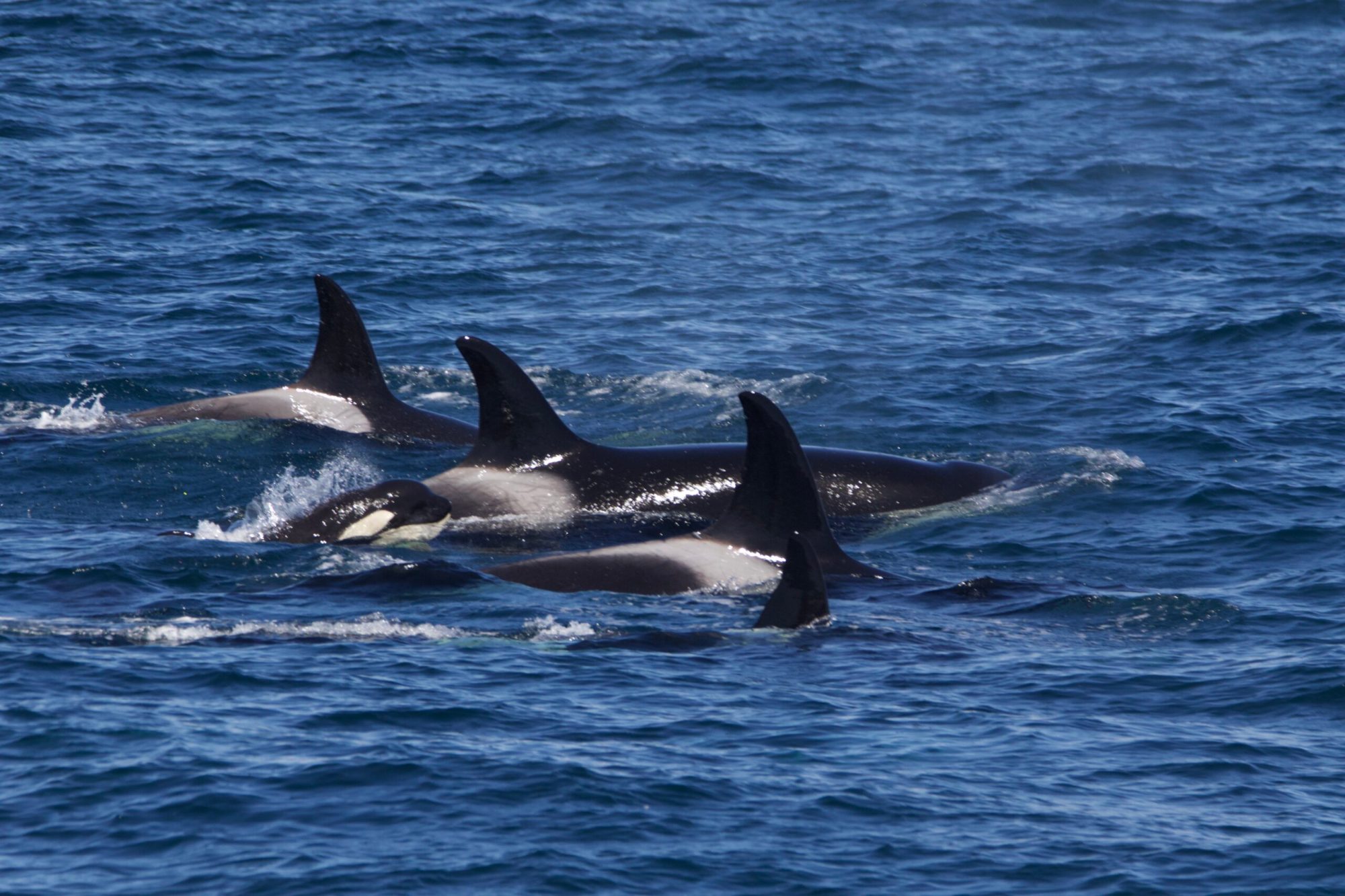a dolphin jumping out of the water