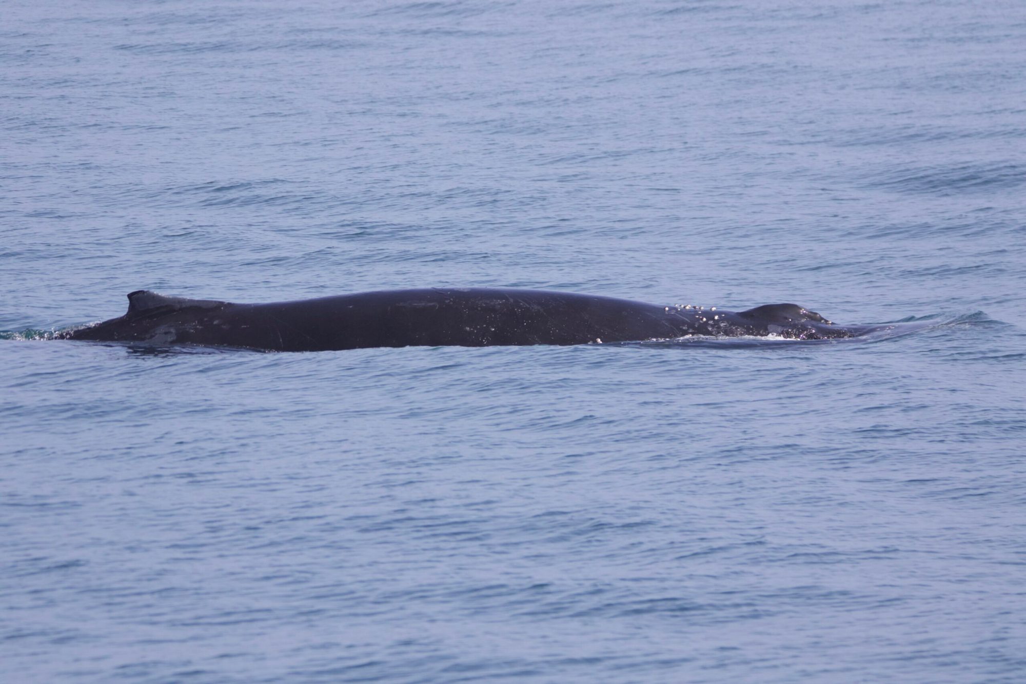 a whale swimming under water