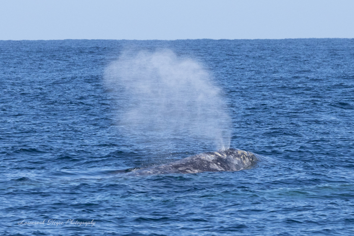a whale jumping out of the water