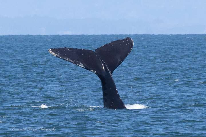 a whale jumping out of the water