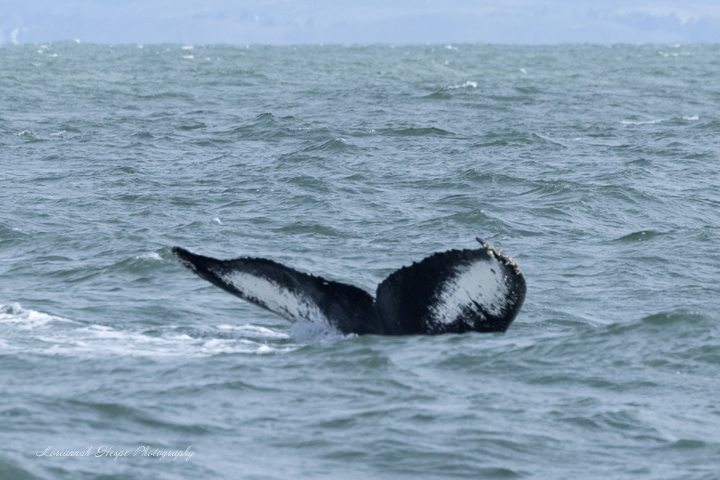 a large body of water