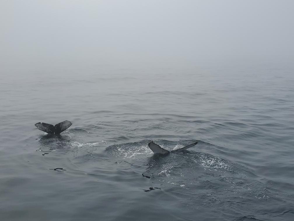 a dog swimming in a body of water