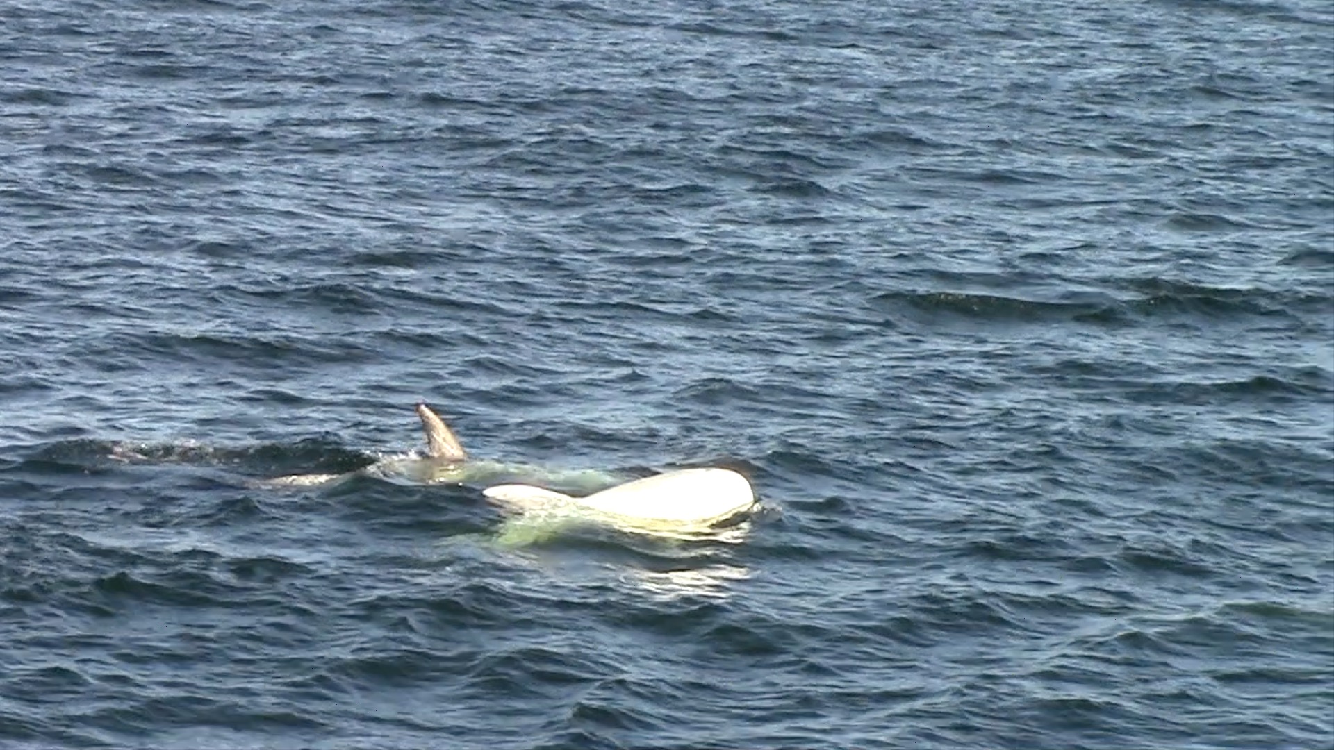 a bird swimming in water
