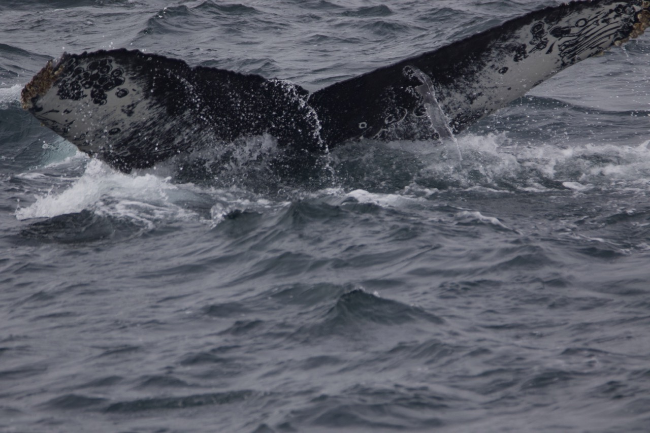 a man riding a wave on a surfboard in the ocean