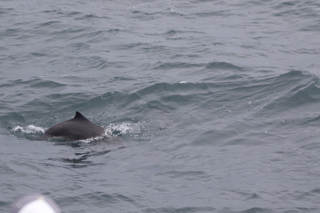 a person riding a wave on top of a body of water