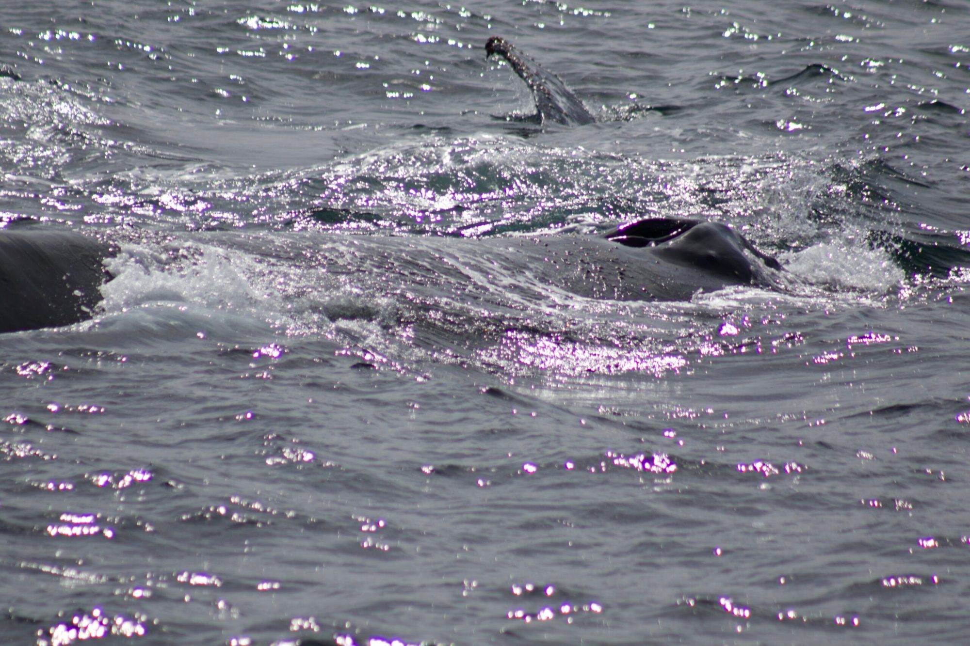 a flock of seagulls flying over a body of water