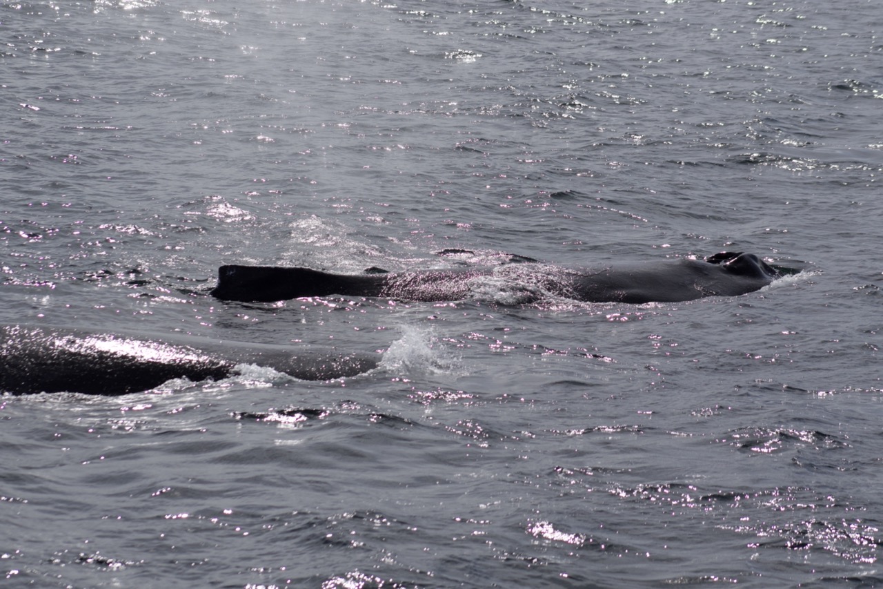 an animal swimming in the water