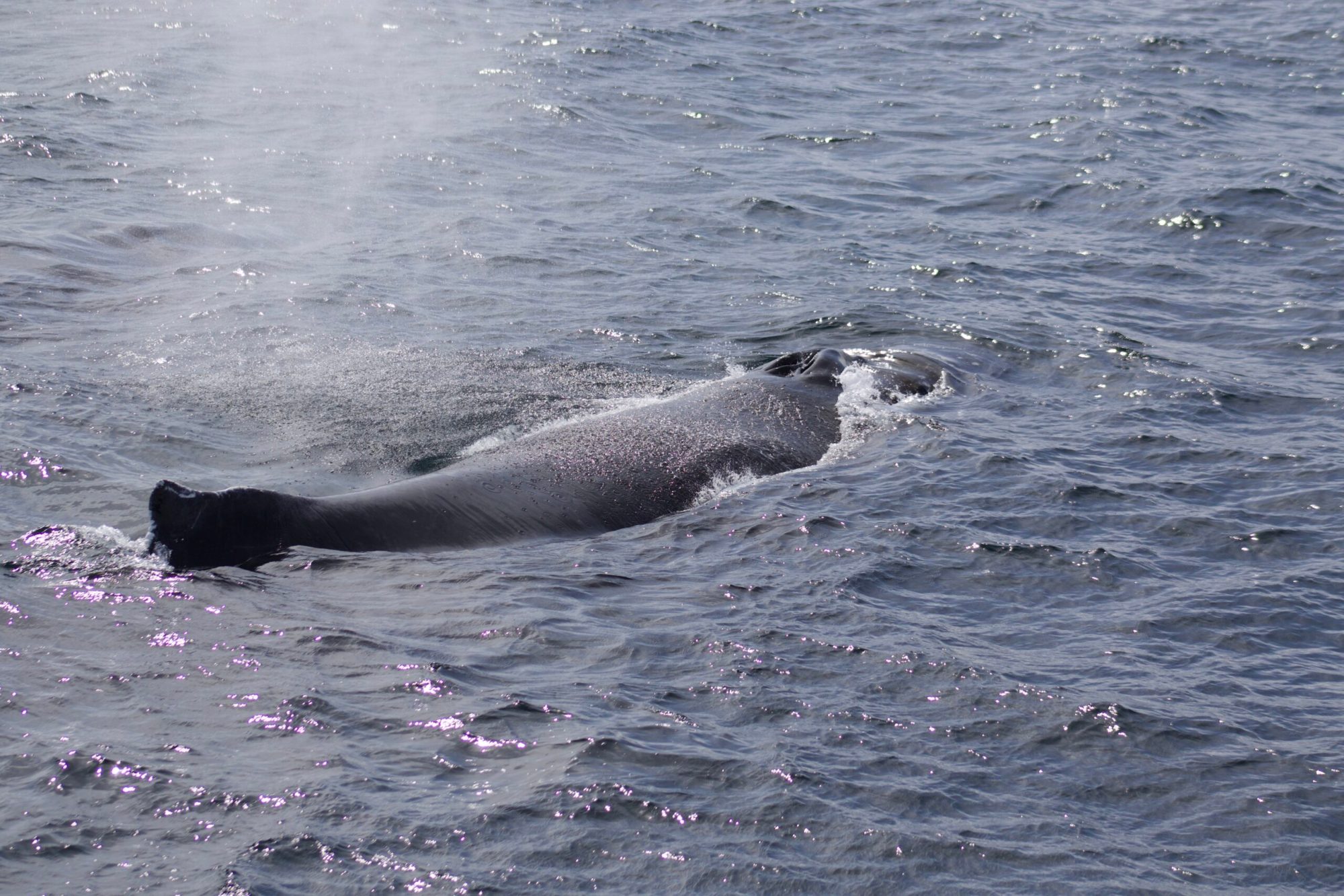 a dog swimming in a body of water