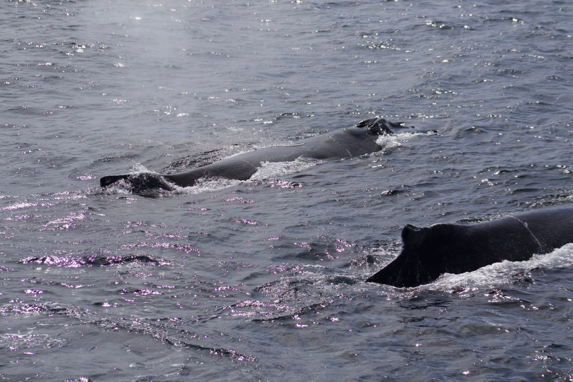 a dog swimming in a body of water