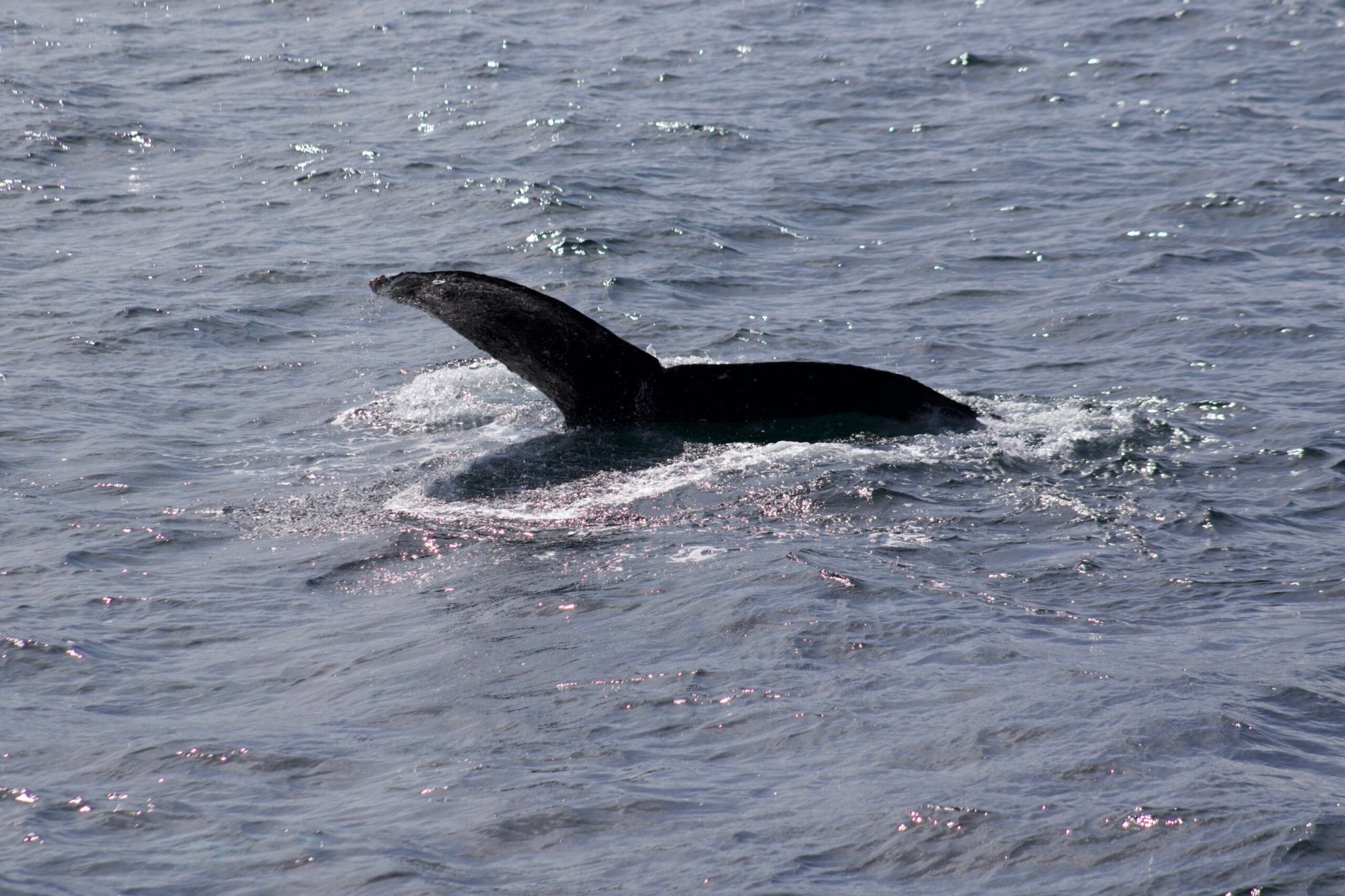 a whale jumping out of the water