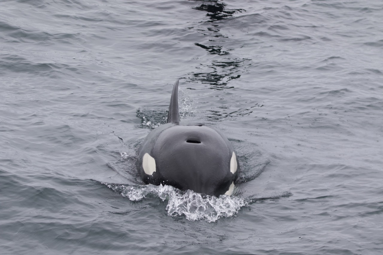 a person swimming in a body of water
