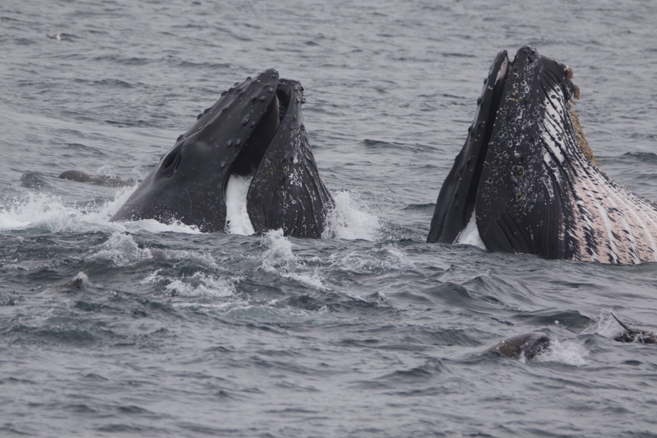 a whale swimming under water