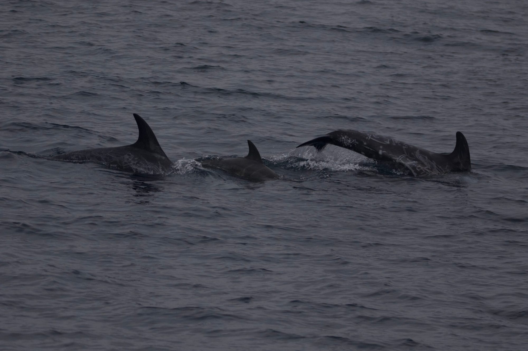 a dolphin jumping out of the water