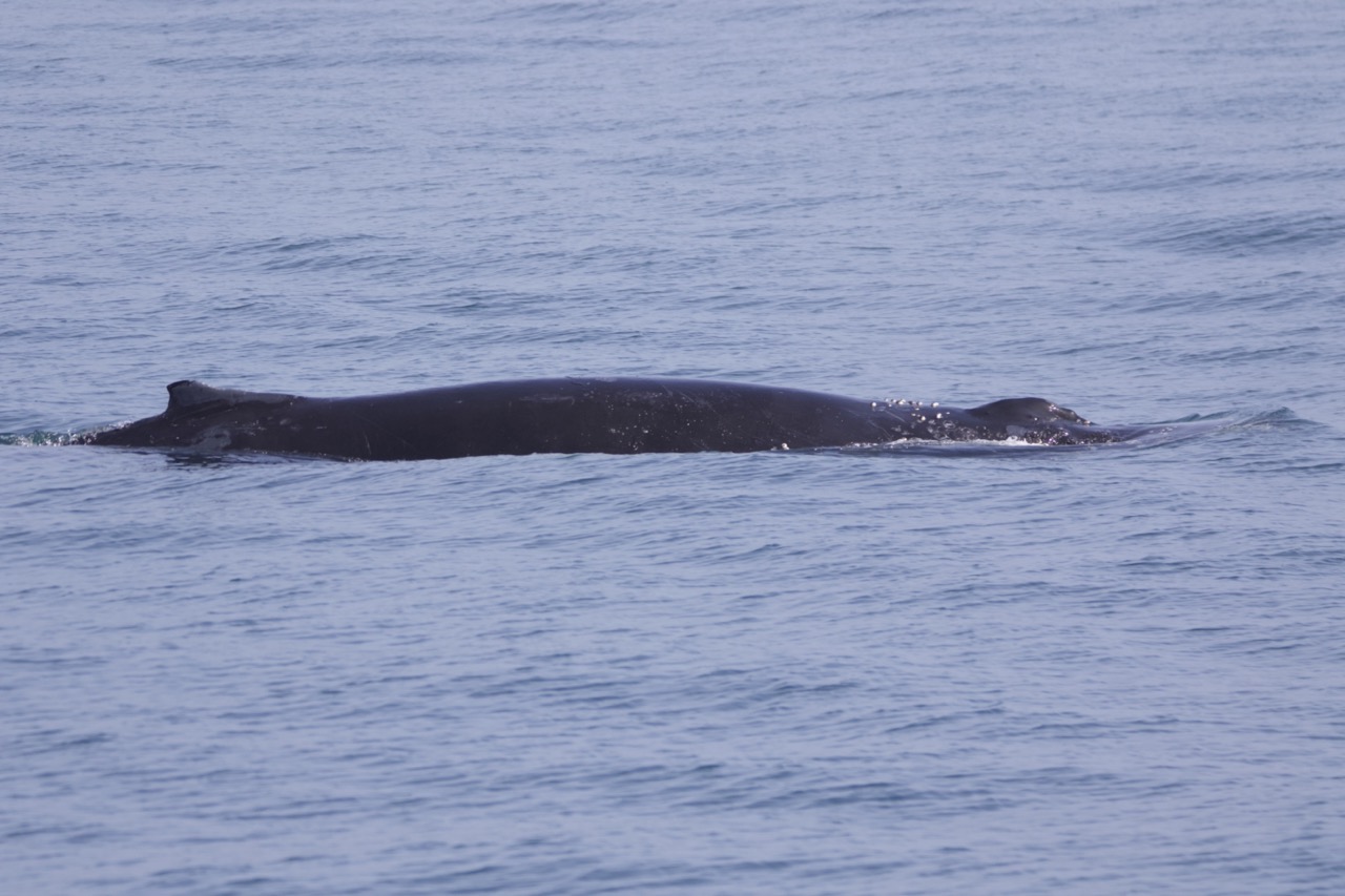 a whale swimming under water