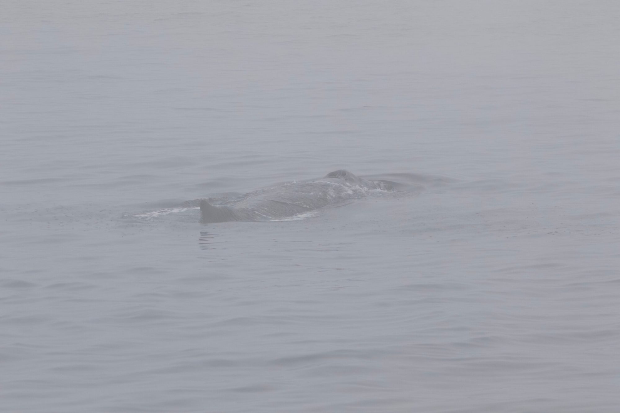 a whale jumping out of the water