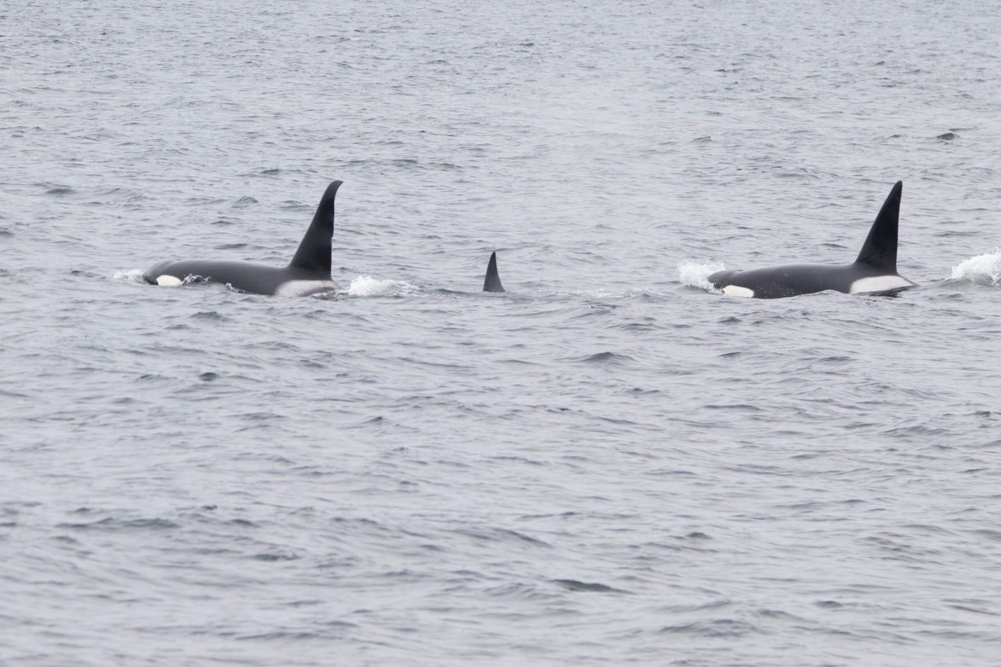 a plane flying over a body of water