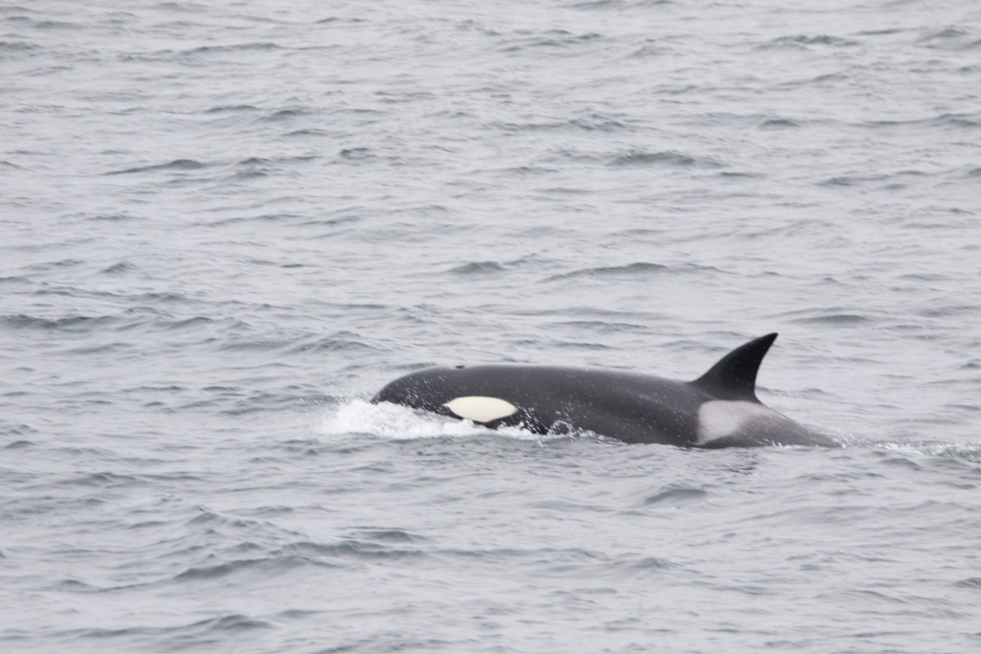 a small animal in a body of water