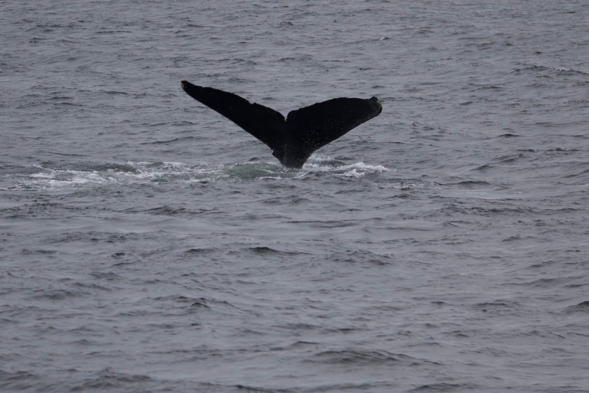 a bird flying over a body of water