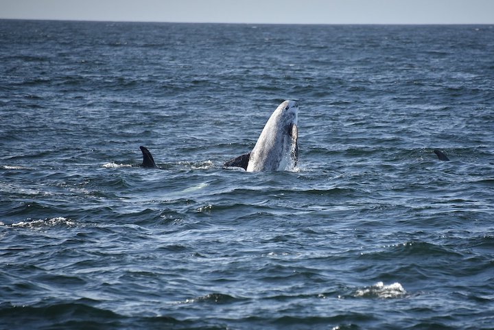 a whale swimming in a body of water