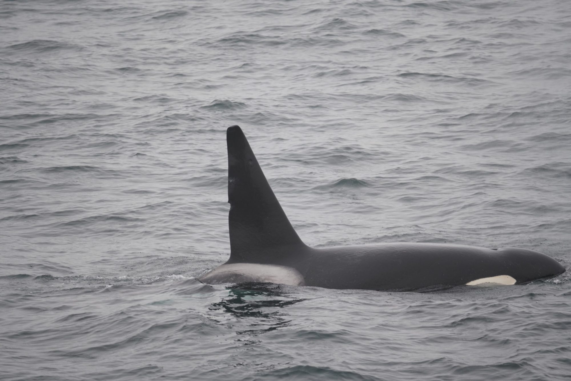 a whale swimming in a body of water