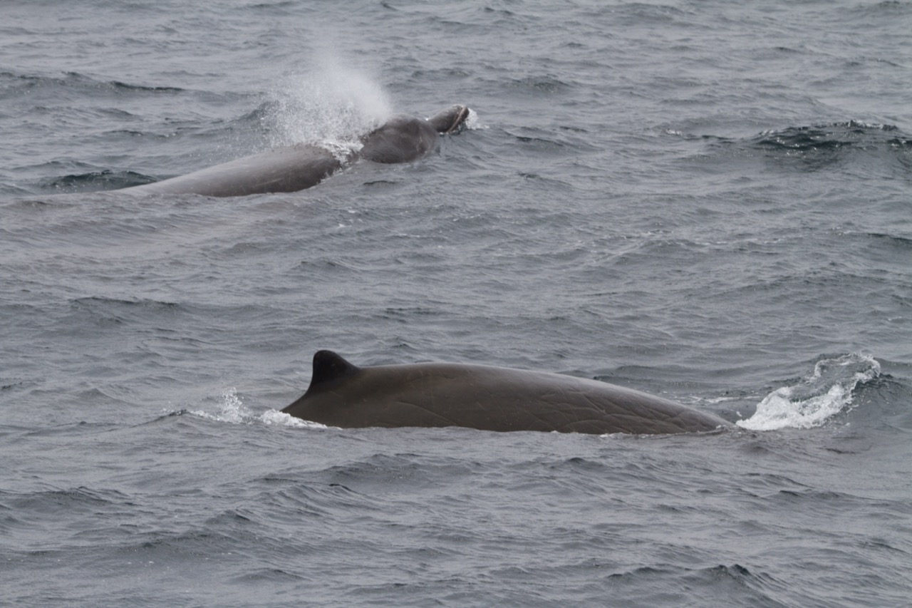 a whale swimming in the ocean