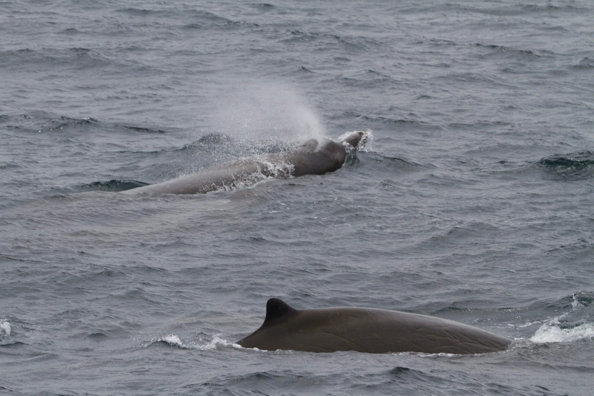 a whale jumping out of the water