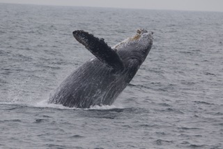 a whale jumping out of the water