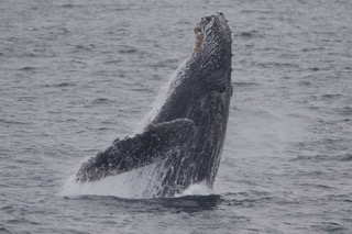 a whale jumping out of the water