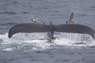 a whale jumping out of the water