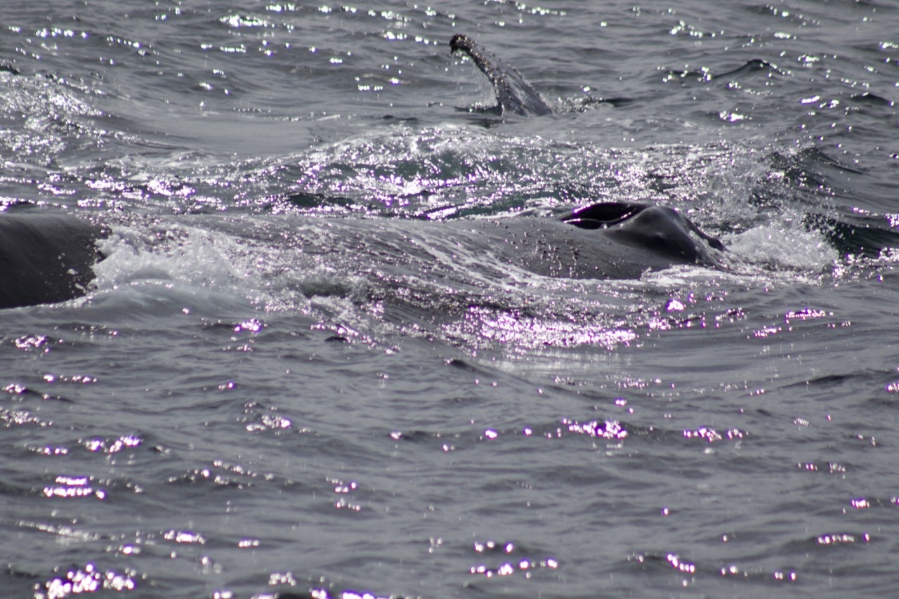 a flock of seagulls flying over a body of water