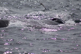 a group of people swimming in the ocean