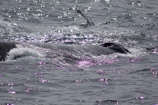 a group of people swimming in a body of water