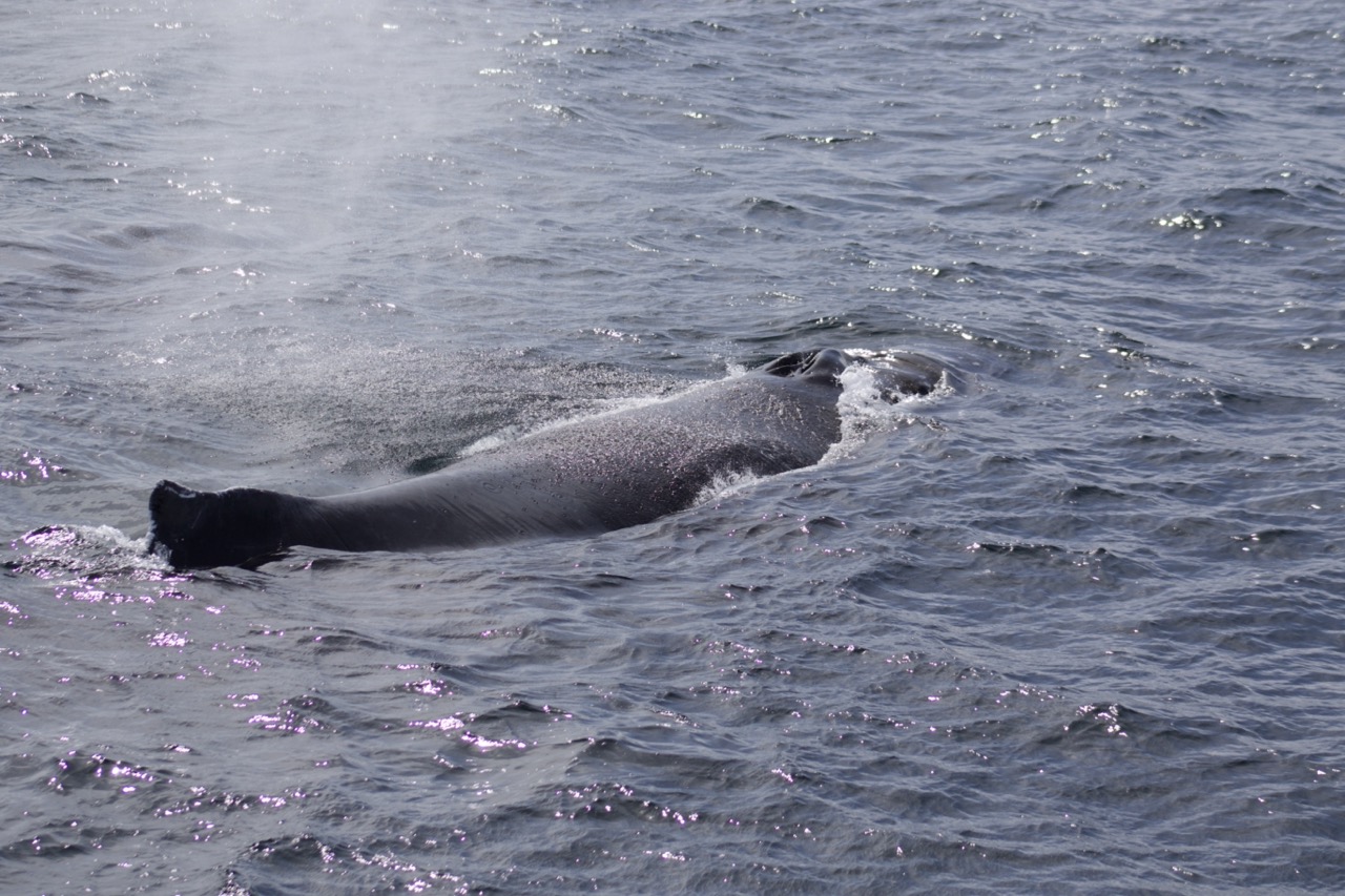 a dog swimming in a body of water