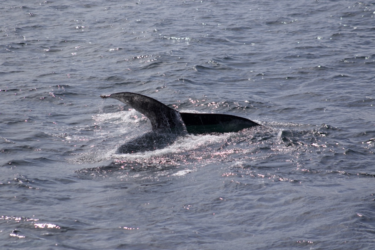 a whale jumping out of the water
