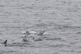 a group of people swimming in a body of water