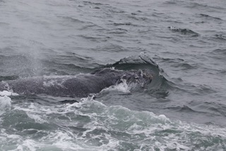 a man riding a wave on a surfboard in the ocean