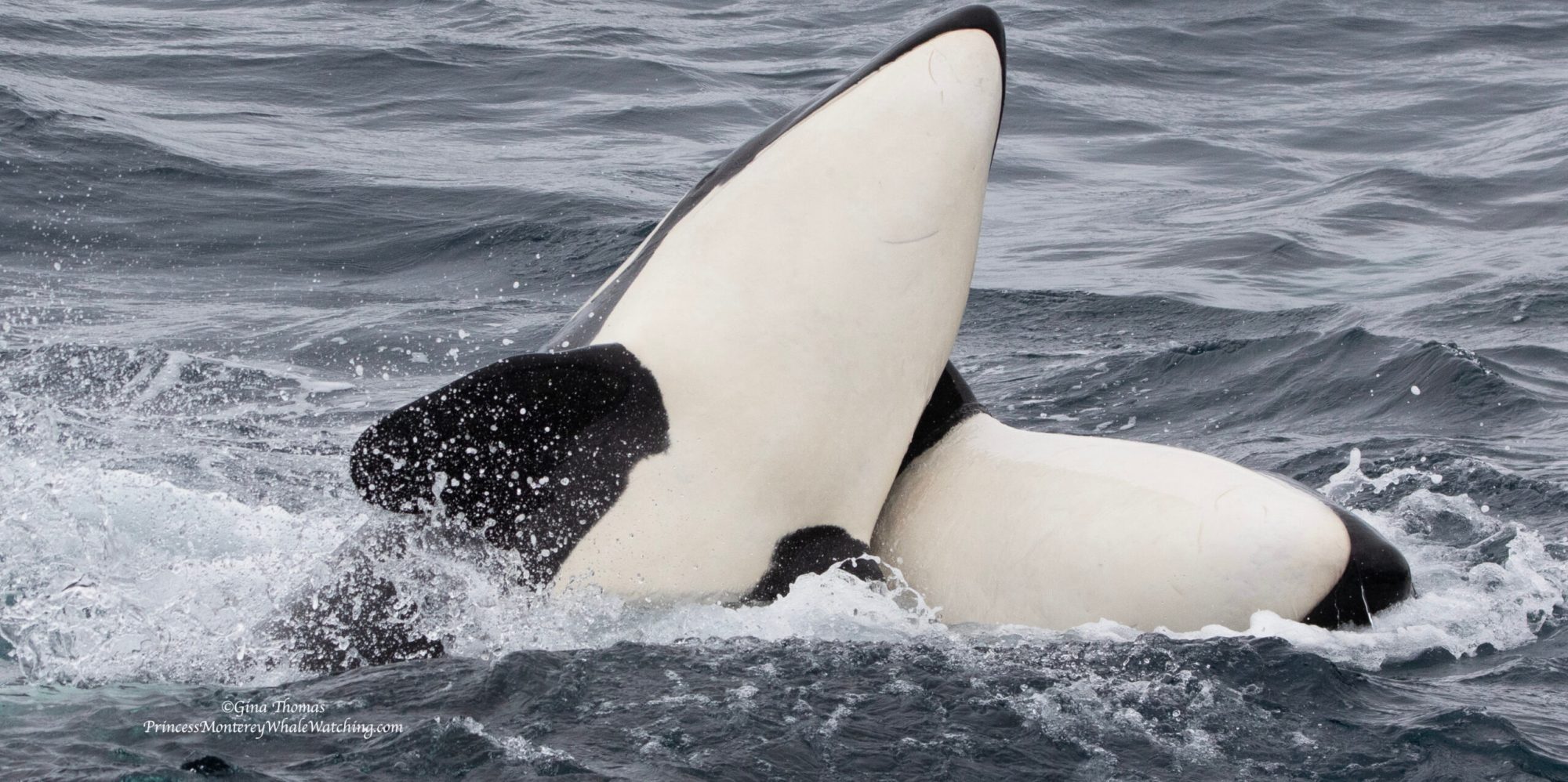 a man in a wet suit is surfing on a wave in the ocean