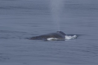 an animal floating in a body of water