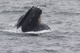 a whale jumping out of the water