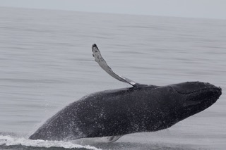 a whale jumping out of the water