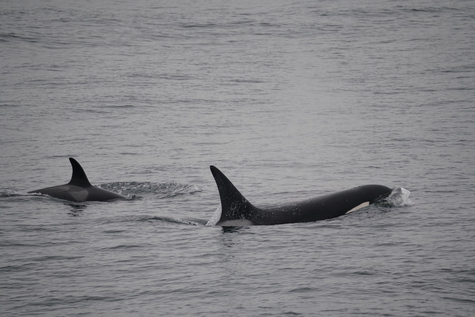 a bird flying over a body of water