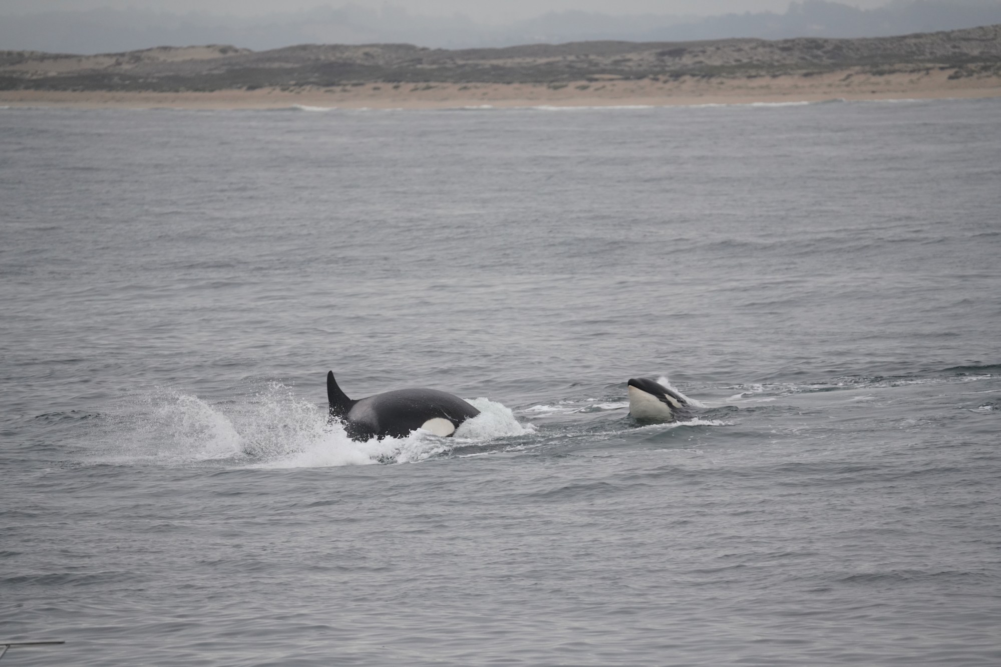 an animal in a body of water