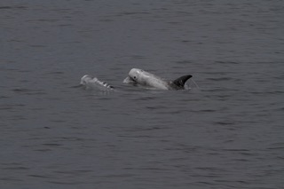 a dog lying next to a body of water